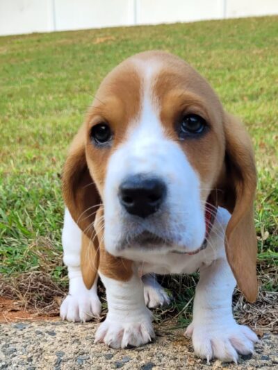 Kiwanis Park - Asheboro, NC