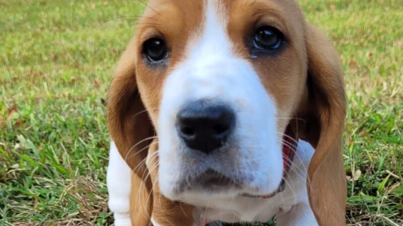 Kiwanis Park - Asheboro, NC