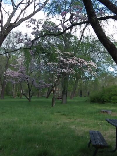 Dog Walk Park - Asheville, NC