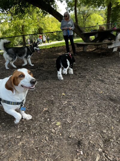 French Broad River Dog Park - Asheville, NC