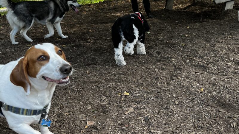French Broad River Dog Park - Asheville, NC