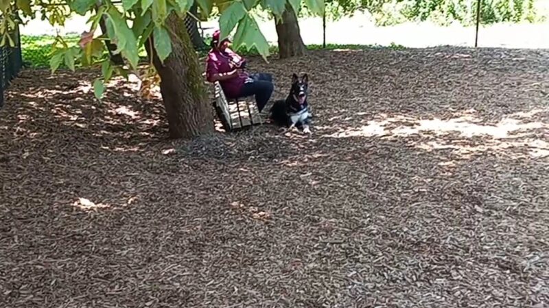French Broad River Dog Park - Asheville, NC