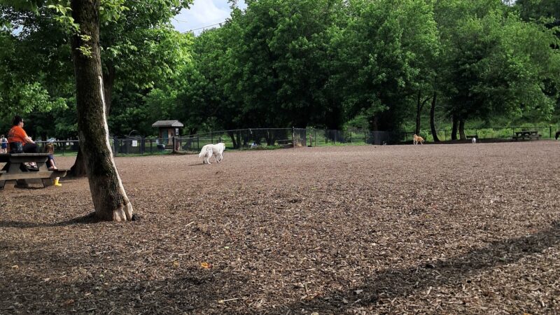 French Broad River Dog Park - Asheville, NC