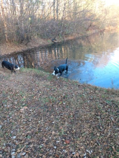 Bolich Wetland Project And Senator James J. Rhodes Nature Trail - Ashland, PA