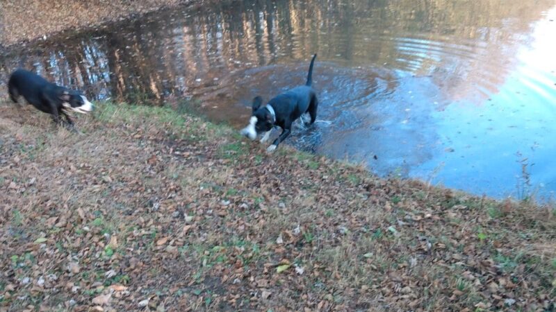 Bolich Wetland Project And Senator James J. Rhodes Nature Trail - Ashland, PA