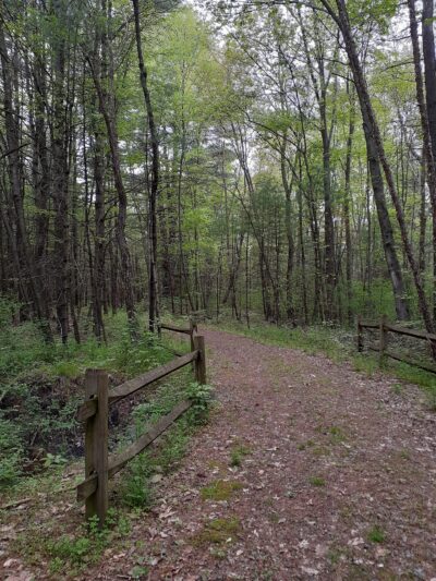 Bolich Wetland Project And Senator James J. Rhodes Nature Trail - Ashland, PA
