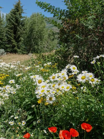 Anderson Park - Aspen, CO