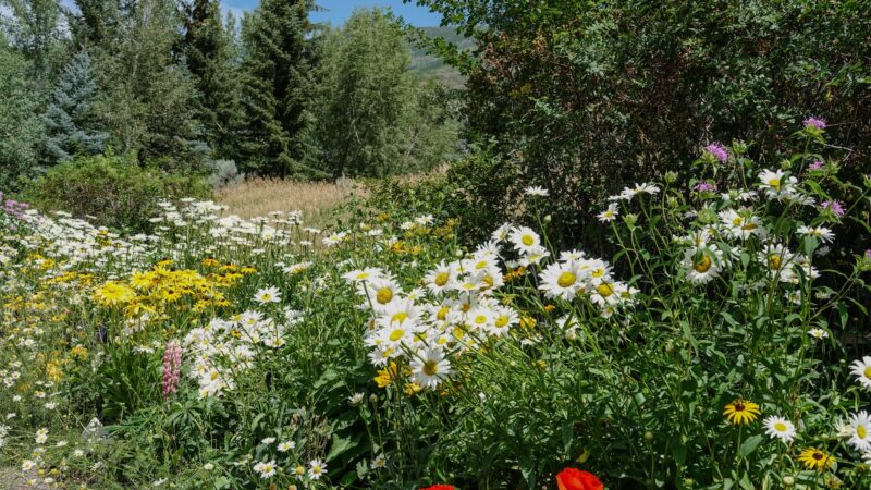 Anderson Park - Aspen, CO