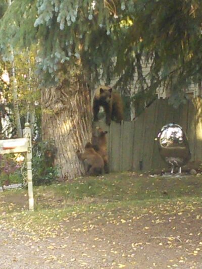 Triangle Park - Aspen, CO