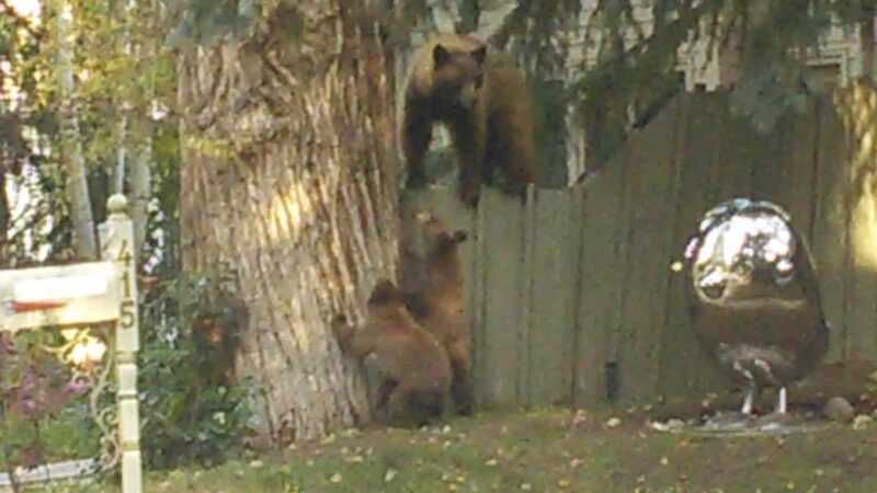 Triangle Park - Aspen, CO