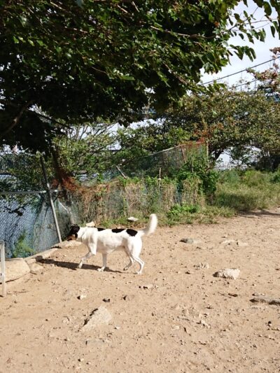 Bugsy's Dog Run - Astoria, NY