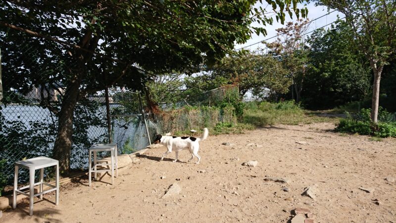 Bugsy's Dog Run - Astoria, NY