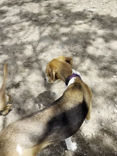 Bugsy's Dog Run - Astoria, NY