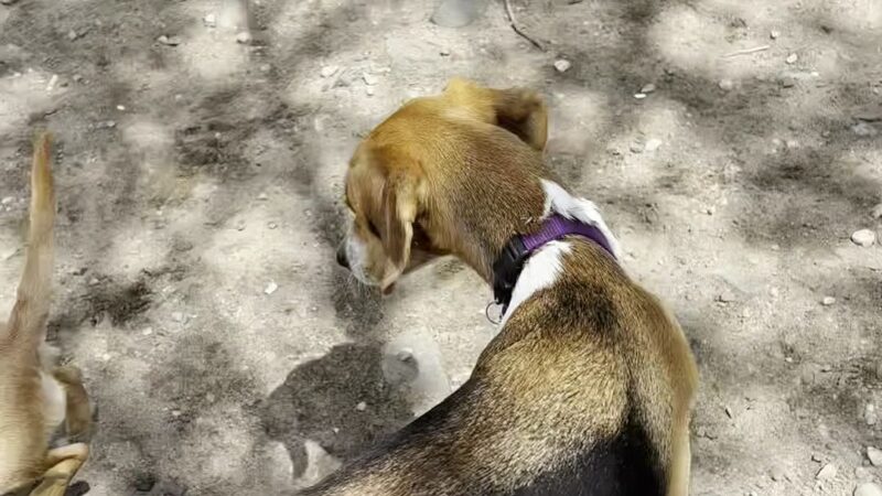 Bugsy's Dog Run - Astoria, NY