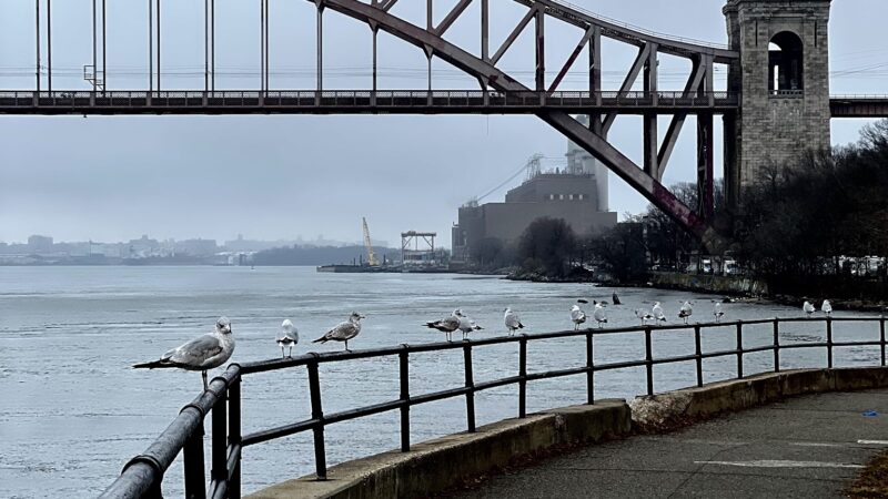 Bugsy's Dog Run - Astoria, NY