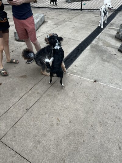 Sven Dog Park - Astoria, NY