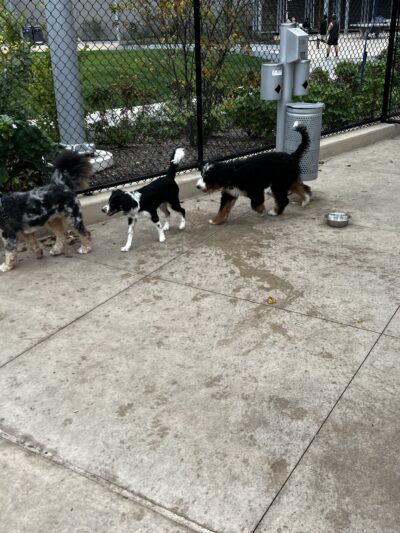 Sven Dog Park - Astoria, NY