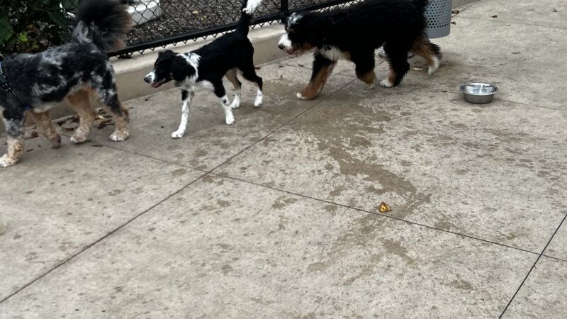 Sven Dog Park - Astoria, NY