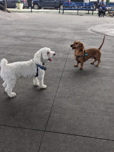 Triborough Bridge Playground C Dog Run - Astoria, NY