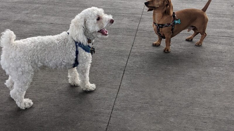 Triborough Bridge Playground C Dog Run - Astoria, NY