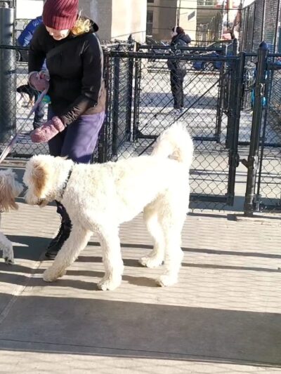 Triborough Bridge Playground C Dog Run - Astoria, NY