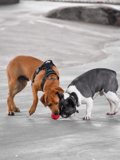 Triborough Bridge Playground C Dog Run - Astoria, NY
