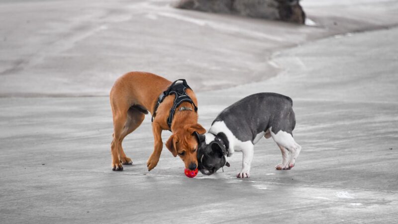 Triborough Bridge Playground C Dog Run - Astoria, NY
