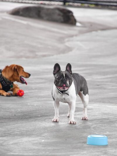 Triborough Bridge Playground C Dog Run - Astoria, NY