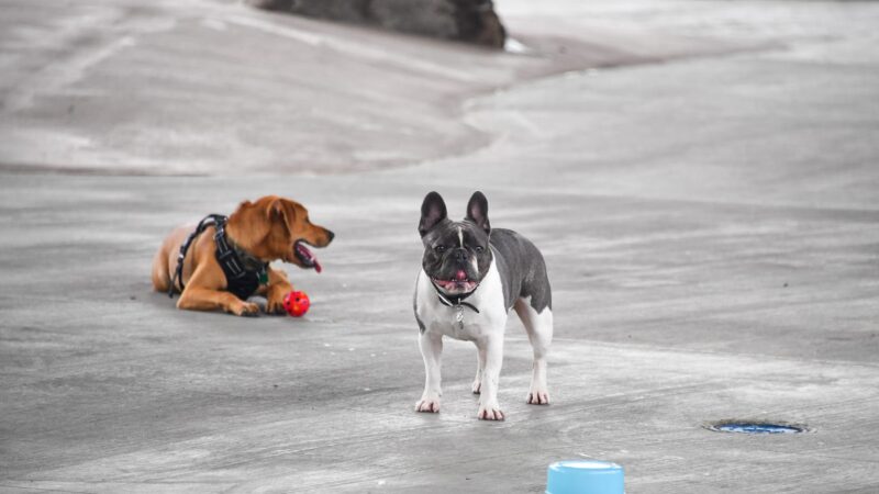 Triborough Bridge Playground C Dog Run - Astoria, NY
