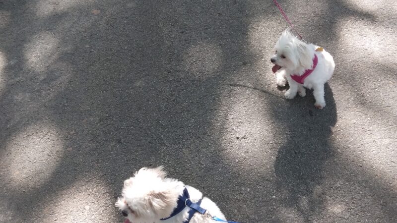 Cain Park - Athens, TX