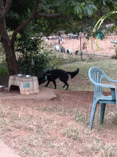 Ormewood Dog Yard - Atlanta, GA