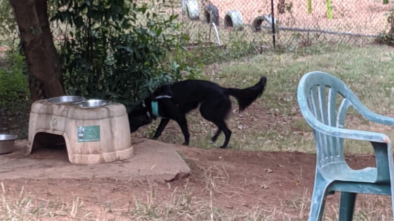 Ormewood Dog Yard - Atlanta, GA