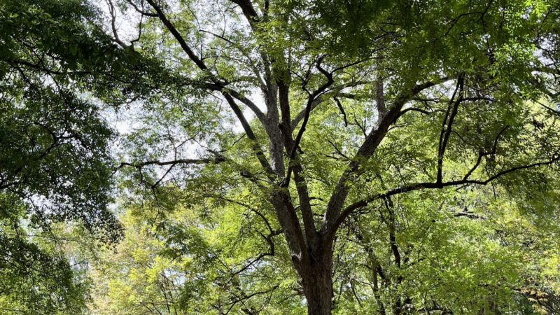 Renaissance Park - Atlanta, GA