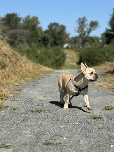 Highland Park - Attleboro, MA