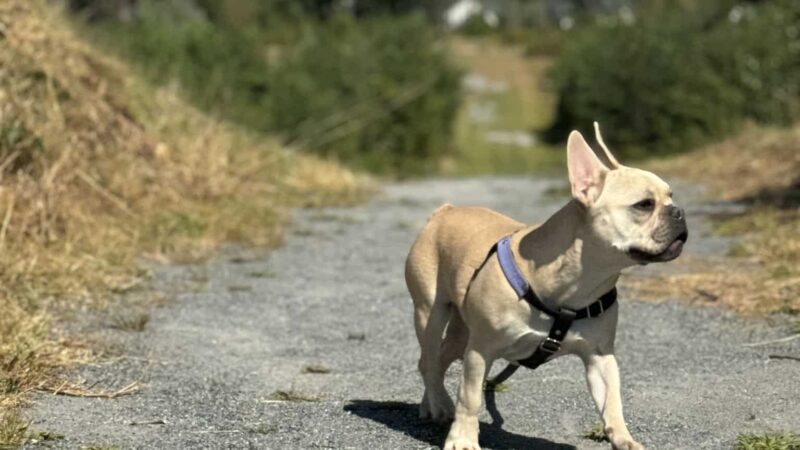 Highland Park - Attleboro, MA