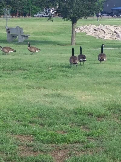 Atwood Lion's Park - Atwood, KS