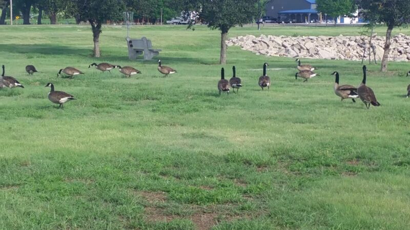 Atwood Lion's Park - Atwood, KS