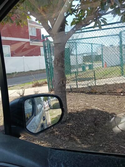 Cherokee Rose Dog Park - Aubrey, TX