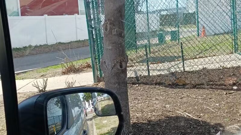 Cherokee Rose Dog Park - Aubrey, TX