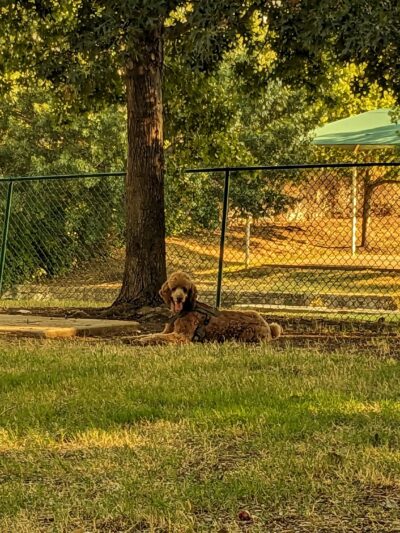 Four Paws Park - Aubrey, TX