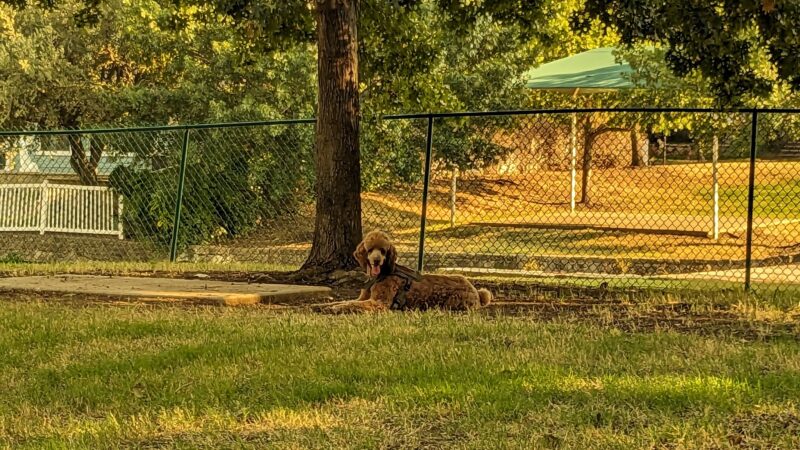 Four Paws Park - Aubrey, TX