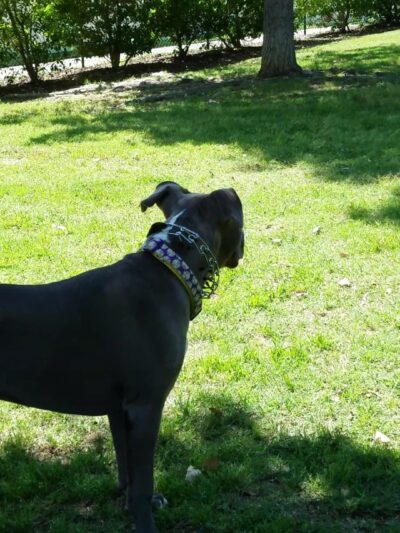 Four Paws Park - Aubrey, TX