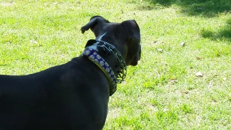 Four Paws Park - Aubrey, TX