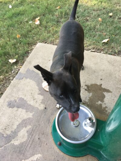 Four Paws Park - Aubrey, TX