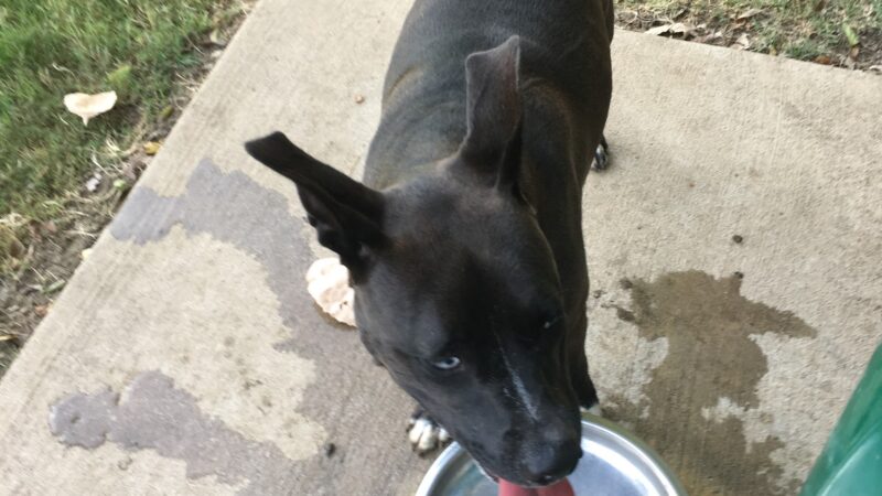 Four Paws Park - Aubrey, TX