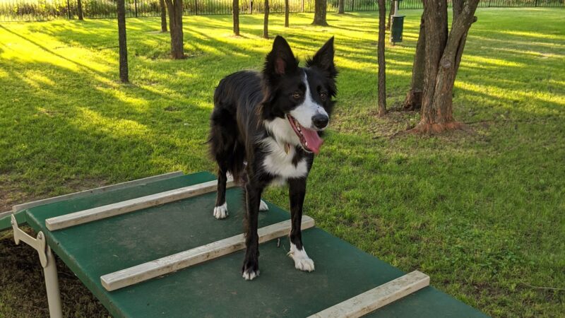 Union Park Bark Park - Aubrey, TX