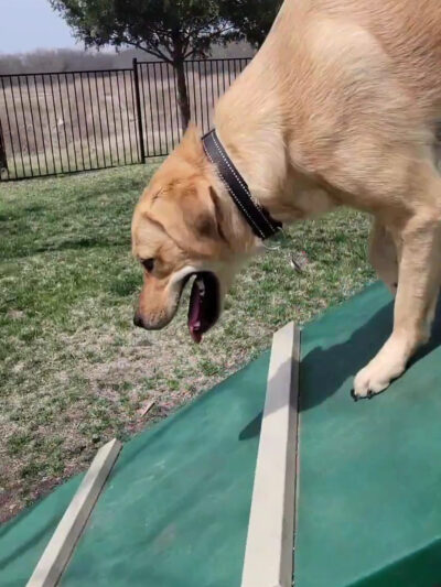 Union Park Bark Park - Aubrey, TX