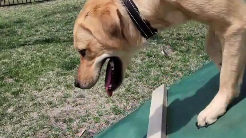 Union Park Bark Park - Aubrey, TX