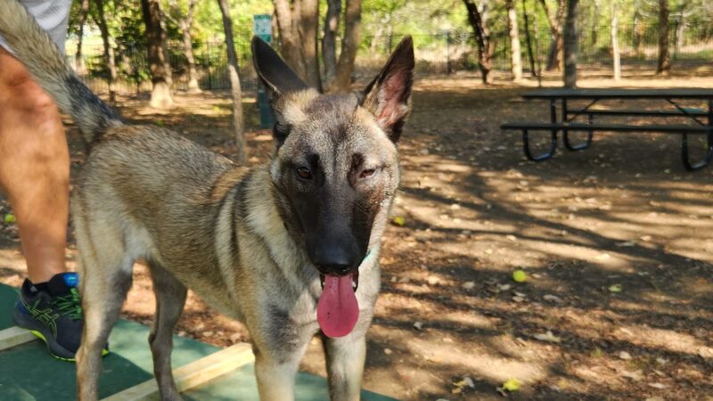 Union Park Bark Park - Aubrey, TX