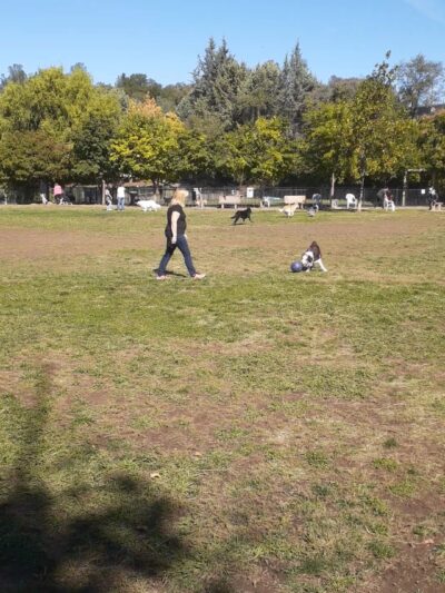 Ashley Off Leash Dog Park - Auburn, CA